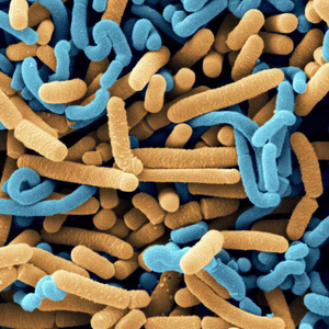 Probiotics monostrain poudre lactobacillus fermentum dans l'industrie alimentaire pour le jus de fruits de légumes