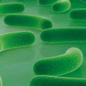 Probiotics monostrain Poudre de grade de nourriture Lactobacillus acidophilus